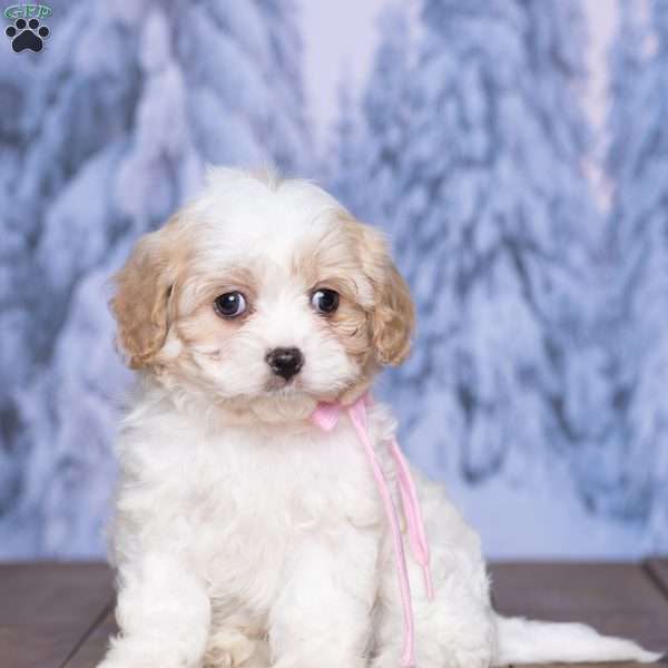 Debbie, Cavachon Puppy